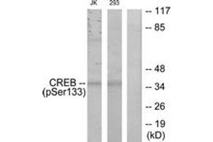 Western blot analysis of extracts from Jurkat and 293 cells treated with UV, using CREB (Phospho-Ser133) Antibody. (CREB1 抗体  (pSer133))