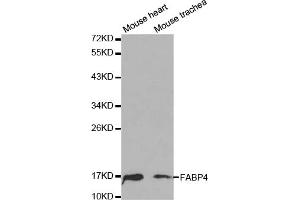 Western blot analysis of extracts of various cell lines, using FABP4 antibody (ABIN5970061) at 1/1000 dilution.