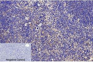 Immunohistochemical analysis of paraffin-embedded mouse liver tissue. (CD68 抗体)