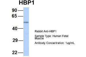 Host:  Rabbit  Target Name:  HBP1  Sample Type:  Human Fetal Muscle  Antibody Dilution:  1. (HBP1 抗体  (Middle Region))