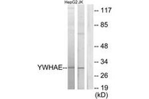 Western blot analysis of extracts from HepG2/Jurkat cells, using 14-3-3 epsilon Antibody. (YWHAE 抗体  (AA 206-255))