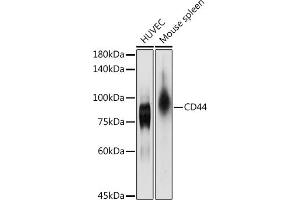 Western blot analysis of extracts of various cell lines, using CD44 antibody (ABIN6127602, ABIN6138193, ABIN6138195 and ABIN7101398) at 1:1000 dilution. (CD44 抗体  (AA 148-247))