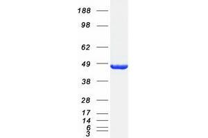 Western Blotting (WB) image for Septin 3 (SEPT3) (Transcript Variant A) protein (Myc-DYKDDDDK Tag) (ABIN2731686)