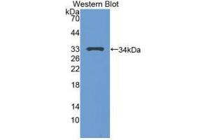 Western Blotting (WB) image for anti-Tumor Protein P53 (TP53) (AA 108-370) antibody (ABIN7429400)