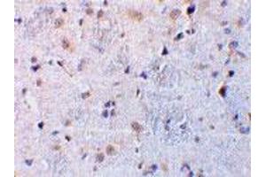 Immunohistochemical staining of rat brain tissue using C1QTNF7 polyclonal antibody  at 10 ug/mL . (CTRP7 抗体  (N-Term))