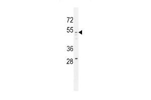 GOG8A Antibody (N-term) (ABIN655146 and ABIN2844767) western blot analysis in 293 cell line lysates (35 μg/lane). (GOLGA8A 抗体  (N-Term))