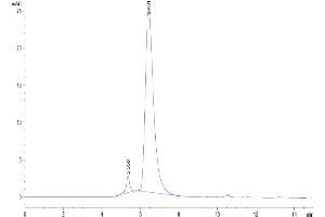 Size-exclusion chromatography-High Pressure Liquid Chromatography (SEC-HPLC) image for Tumor Necrosis Factor Receptor Superfamily, Member 17 (TNFRSF17) (AA 1-53) protein (Fc Tag) (ABIN7273936)