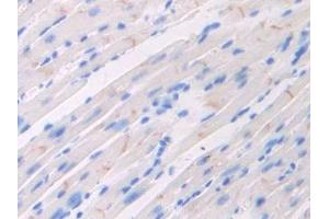 Immunohistochemistry (IHC) image for anti-Coagulation Factor V (F5) (AA 1776-2028) antibody (ABIN7438928)