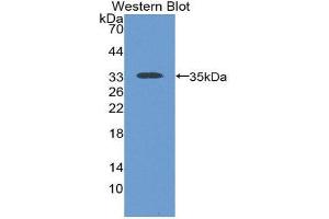 Western Blotting (WB) image for anti-Sodium Hydrogen Exchange Regulatory Cofactor 2 (AA 56-337) antibody (ABIN2119543) (Sodium Hydrogen Exchange Regulatory Cofactor 2 (AA 56-337) 抗体)