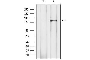 Western blot analysis of lysates from mouse brain, using RALBP1 Antibody.