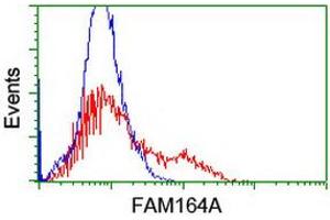 Image no. 1 for anti-Family with Sequence Similarity 164, Member A (FAM164A) antibody (ABIN1498199) (FAM164A 抗体)