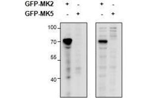 Western Blotting (WB) image for anti-Mitogen-Activated Protein Kinase-Activated Protein Kinase 2 (MAPKAPK2) antibody (ABIN5903087) (MAPKAP Kinase 2 抗体)