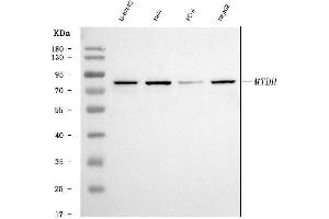 Western blot analysis of LYRIC using anti-LYRIC antibody (ABIN7599627).