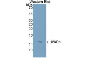 Western Blotting (WB) image for anti-Secreted Frizzled-Related Protein 5 (SFRP5) (AA 45-162) antibody (Biotin) (ABIN1175833) (SFRP5 抗体  (AA 45-162) (Biotin))