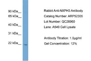 WB Suggested Anti-NXPH3  Antibody Titration: 0. (NXPH3 抗体  (N-Term))