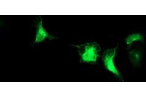 Anti-IRF6 mouse monoclonal antibody (ABIN2454769) immunofluorescent staining of COS7 cells transiently transfected by pCMV6-ENTRY IRF6 (RC201579). (IRF6 抗体)