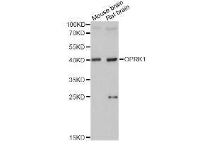 Western blot analysis of extracts of various cell lines, using OPRK1 antibody. (OPRK1 抗体  (C-Term))