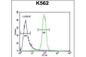 KBTBD5 Antibody (Center) (ABIN654387 and ABIN2844133) flow cytometric analysis of K562 cells (right histogram) compared to a negative control cell (left histogram). (KBTBD5 抗体  (AA 349-377))