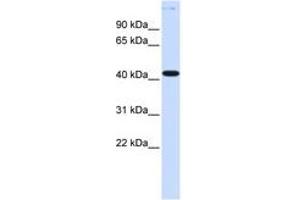 Image no. 1 for anti-Y Box Binding Protein 2 (YBX2) (AA 36-85) antibody (ABIN6740383) (YBX2 抗体  (AA 36-85))