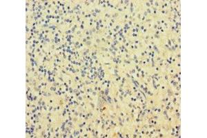 Immunohistochemistry of paraffin-embedded human spleen tissue using ABIN7169787 at dilution of 1:100 (SLAMF8 抗体  (AA 23-233))