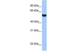 Western Blotting (WB) image for anti-PHD Finger Protein 17 (PHF17) antibody (ABIN2461031) (PHF17 抗体)