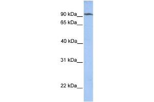 WB Suggested Anti-CLPB Antibody Titration: 0. (CLPB 抗体  (N-Term))
