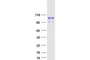 Western Blotting (WB) image for Neural Precursor Cell Expressed, Developmentally Down-Regulated 9 (NEDD9) (Transcript Variant 1) protein (Myc-DYKDDDDK Tag) (ABIN2727066)