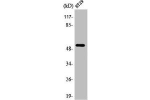 Western Blot analysis of HT29 cells using AR-β1 Polyclonal Antibody (ADRB1 抗体  (Internal Region))
