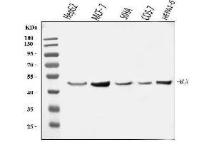 Western blot analysis of MLX using anti-MLX antibody (ABIN7602903).