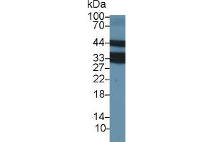 Western blot analysis of Cow Thymus lysate, using Cow LOX1 Antibody (2 µg/ml) and HRP-conjugated Goat Anti-Rabbit antibody ( (OLR1 抗体  (AA 57-270))