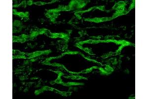 Immunohistochemistry analysis using Rabbit Anti-Aquaporin 4 Polyclonal Antibody . (Aquaporin 4 抗体  (C-Term) (Atto 390))
