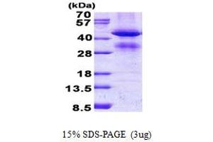 SDS-PAGE (SDS) image for Glycine C-Acetyltransferase (GCAT) (AA 22-419) protein (His tag) (ABIN5852958) (GCAT Protein (AA 22-419) (His tag))