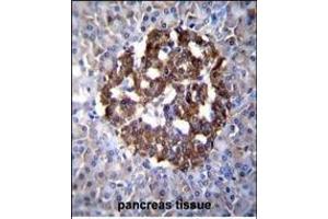 PCDH20 Antibody (Center) (ABIN655602 and ABIN2845086) immunohistochemistry analysis in formalin fixed and paraffin embedded human pancreas tissue followed by peroxidase conjugation of the secondary antibody and DAB staining. (PCDH20 抗体  (AA 445-472))