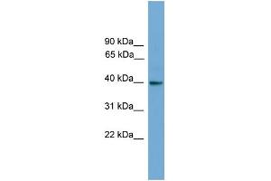 WB Suggested Anti-GNAI3 Antibody Titration: 0. (GNAI3 抗体  (N-Term))