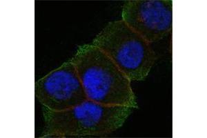 Confocal immunofluorescence analysis of Hela cells using DAXX mouse mAb (green). (DAXX 抗体)