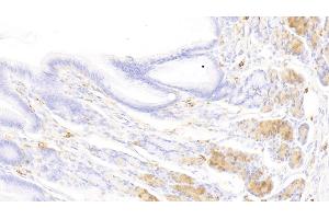 Detection of TPS in Canine Stomach Tissue using Polyclonal Antibody to Tryptase (TPS) (TPSAB1 抗体  (AA 151-275))