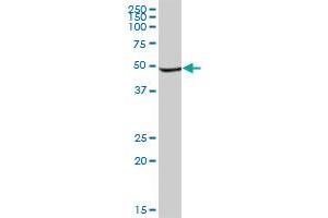 INPP1 MaxPab polyclonal antibody. (INPP1 抗体  (AA 1-399))