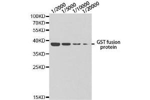 Western blot analysis of GST-tagged protein using GST-tag. (GST 抗体)
