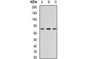 Western blot analysis of TTLL12 expression in NIH3T3 (A), mouse thymus (B), mouse heart (C) whole cell lysates. (TTLL12 抗体)