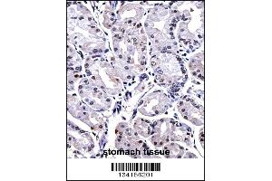 FOXP4 Antibody immunohistochemistry analysis in formalin fixed and paraffin embedded human stomach tissue followed by peroxidase conjugation of the secondary antibody and DAB staining. (FOXP4 抗体  (C-Term))