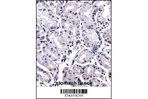 FOXP4 Antibody immunohistochemistry analysis in formalin fixed and paraffin embedded human stomach tissue followed by peroxidase conjugation of the secondary antibody and DAB staining.