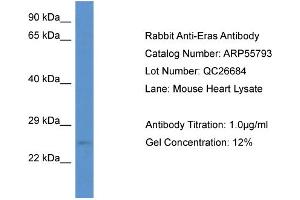 Western Blotting (WB) image for anti-ES cell expressed Ras (ERAS) (N-Term) antibody (ABIN2786372) (ERAS 抗体  (N-Term))