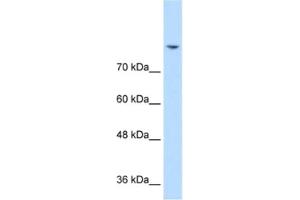 Western Blotting (WB) image for anti-Discs, Large Homolog 2 (DLG2) antibody (ABIN2462725) (DLG2 抗体)