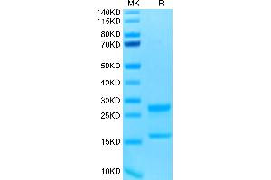SDS-PAGE (SDS) image for Interleukin-17 A/F Heterodimer (IL-17A/F) (AA 24-155) protein (His-Avi Tag,Biotin) (ABIN7275003)