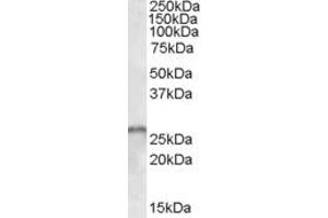 ABIN190830 (1µg/ml) staining of Human Cerebellum lysate (35µg protein in RIPA buffer). (SMN1 / SMN2 (Internal Region) 抗体)