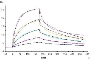Surface Plasmon Resonance (SPR) image for TNF Receptor Superfamily, Member 6 (FAS) (AA 26-173) protein (His tag) (ABIN7274587)