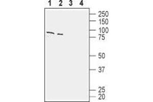 Western Blotting (WB) image for anti-Solute Carrier Family 1 (Glutamate/Neutral Amino Acid Transporter), Member 4 (SLC1A4) (AA 500-512), (Intracellular) antibody (ABIN7043665)