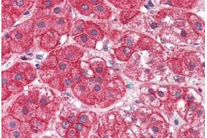 Human Adrenal (formalin-fixed, paraffin-embedded) stained with EXOC7 antibody ABIN337025 at 5 ug/ml followed by biotinylated anti-goat IgG secondary antibody ABIN481715, alkaline phosphatase-streptavidin and chromogen. (EXOC7 抗体  (AA 453-464))