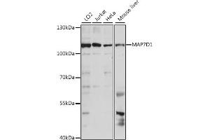Western blot analysis of extracts of various cell lines, using MD1 antibody (ABIN7268401) at 1:1000 dilution. (MAP7D1 抗体  (AA 200-460))