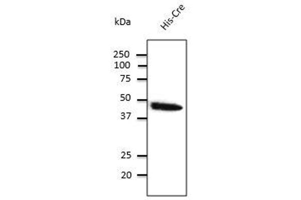CRE Recombinase (CRE) 抗体